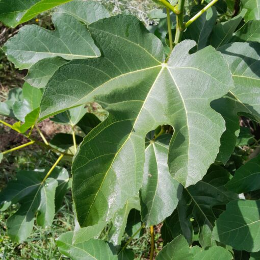 Figuier "Goutte d'or" ou "Dorée" (Ficus carica) BIO – Image 4