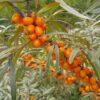 Argousier Gold Rain, hippophae rhamnoides Prozrachnaya, prozrachnaja