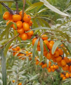 Argousier Gold Rain, hippophae rhamnoides Prozrachnaya, prozrachnaja