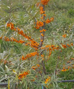 Argousier Gold Rain, hippophae rhamnoides Prozrachnaya, prozrachnaja