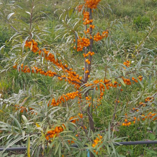 Argousier Gold Rain, hippophae rhamnoides Prozrachnaya, prozrachnaja