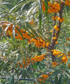Argousier Gold Rain, hippophae rhamnoides Prozrachnaya, prozrachnaja