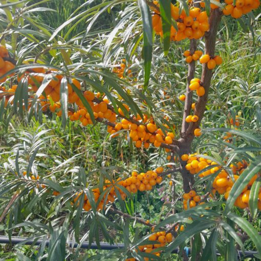 Argousier Gold Rain, hippophae rhamnoides Prozrachnaya, prozrachnaja