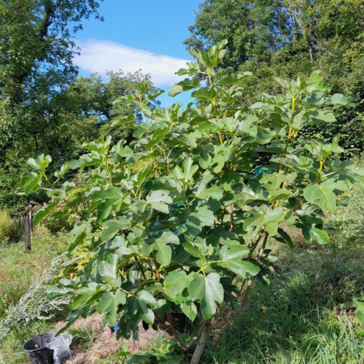 Figuier "Goutte d'or" ou "Dorée" (Ficus carica) BIO – Image 3