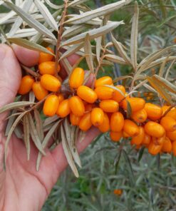 Argousier sunny, Botanicheskaya Lubitelskaya