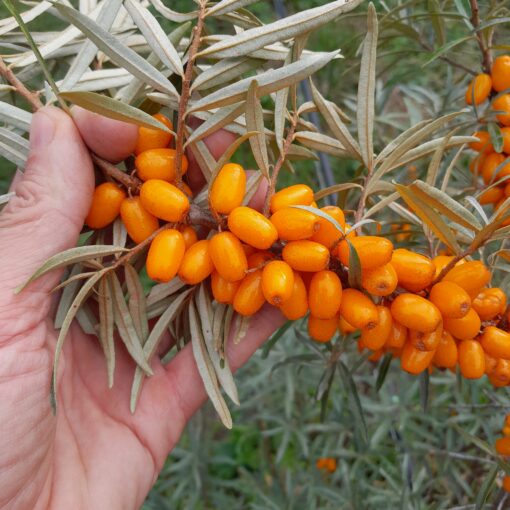 Argousier sunny, Botanicheskaya Lubitelskaya