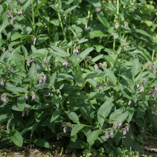 Consoude "Bocking 14" (Symphytum x uplandicum) – Image 2