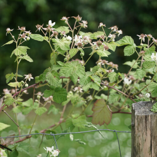 Mûrier de Logan / Mûroise (Rubus × loganobaccus) BIO