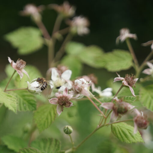 Mûrier de Logan / Mûroise (Rubus × loganobaccus) BIO – Image 2