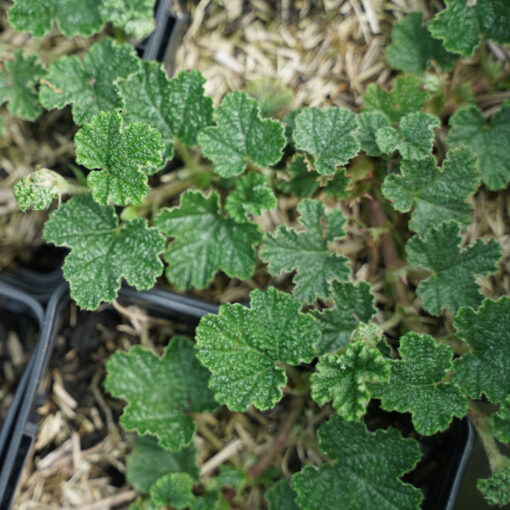 Ronce du Yu-Shan 'California' (Rubus hayata-koidzumii) BIO