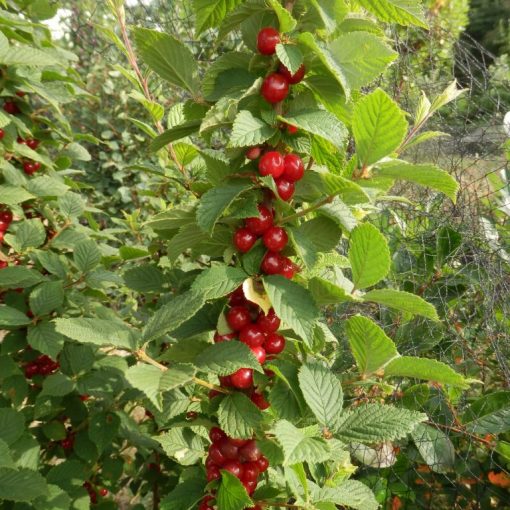 Ragouminier (Prunus tomentosa)