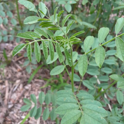 Réglisse de l'oural (Glycyrrhiza uralensis)