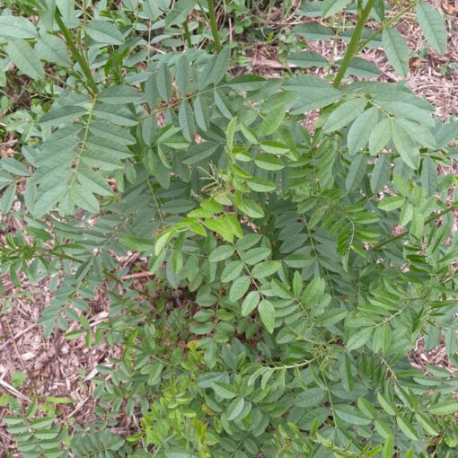 Réglisse de l'oural (Glycyrrhiza uralensis) – Image 2