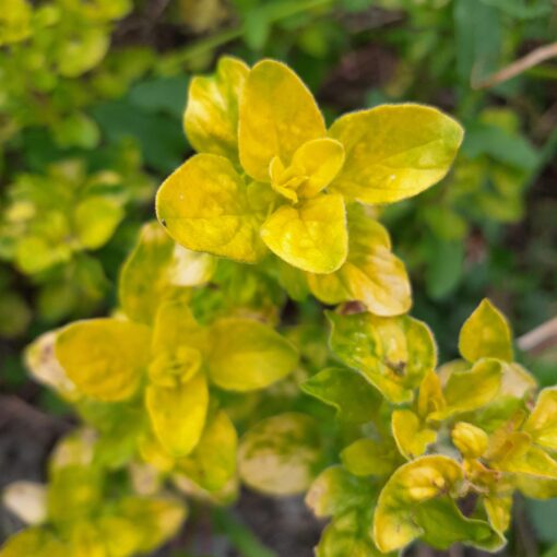 Origan doré (Origanum vulgare aureum)