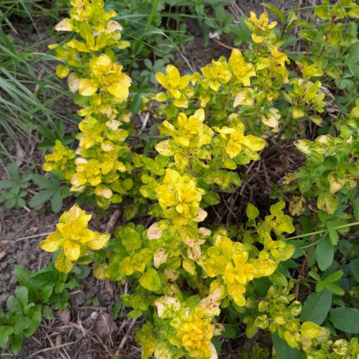 Origan doré (Origanum vulgare aureum) – Image 2