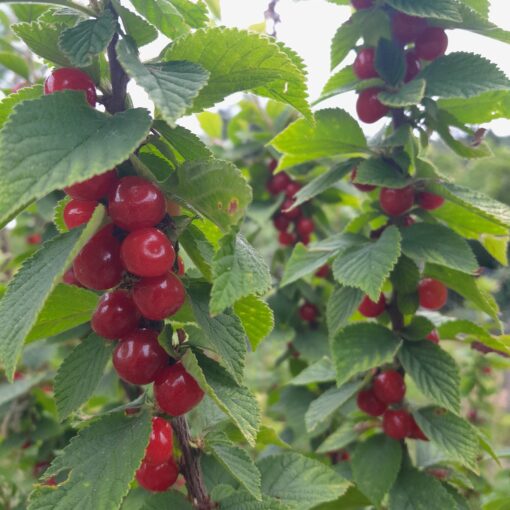 Ragouminier (Prunus tomentosa)
