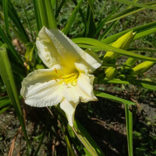 Hémérocalle "Joan Senior" (Hemerocallis)