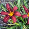 hemerocalle rouge crimson pirate