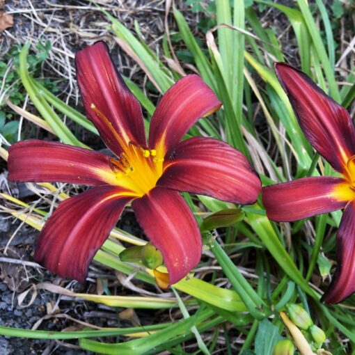 hemerocalle rouge crimson pirate