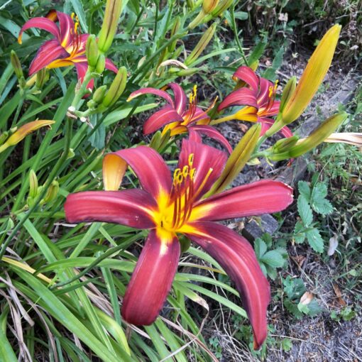hemerocalle rouge crimson pirate