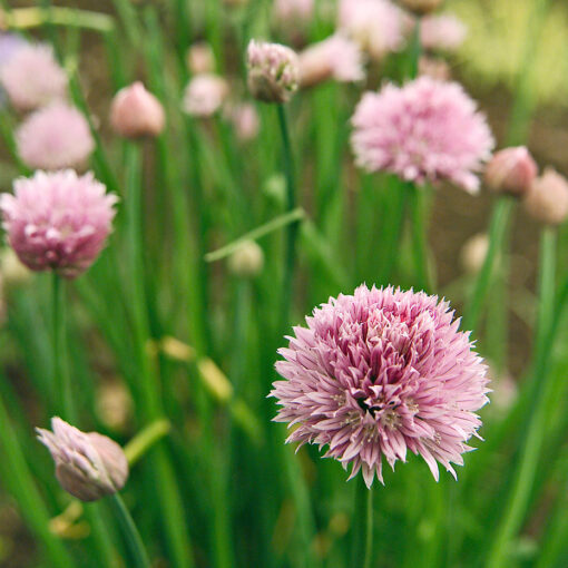 Ciboulette (Allium schoenoprasum)