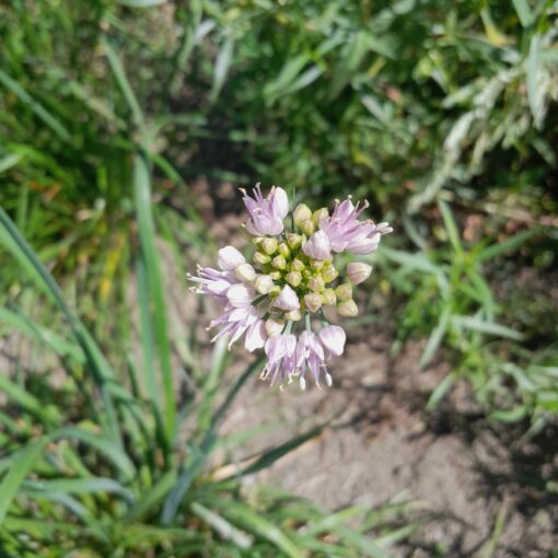 Ail des montagnes (Allium lusitanicum)