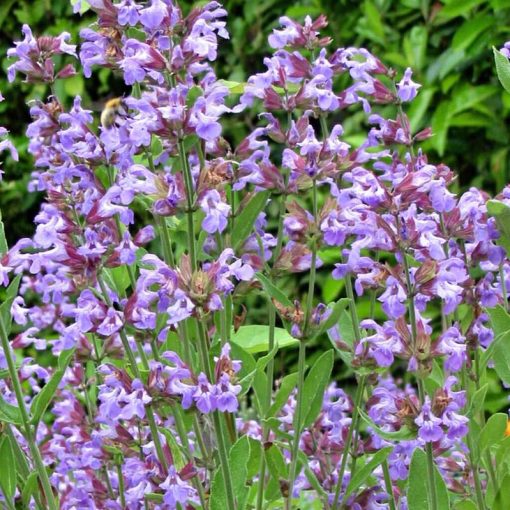 Sauge officinale (Salvia officinalis)