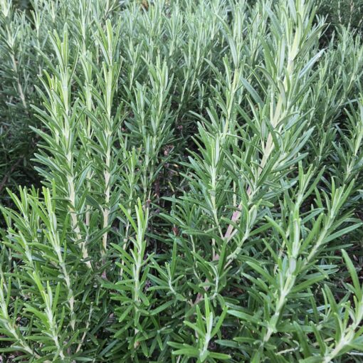 Romarin (Rosmarinus officinalis) BIO