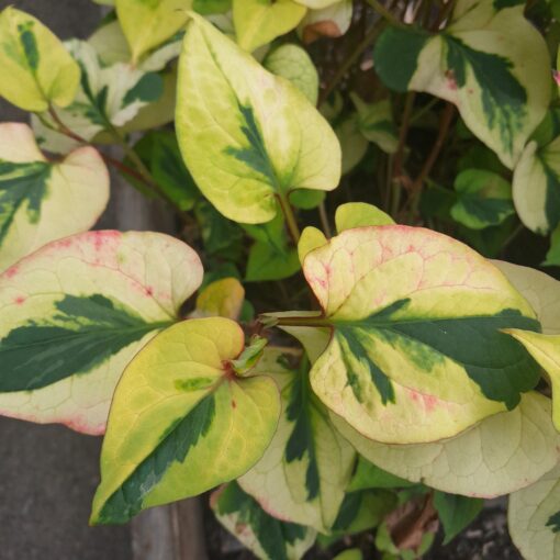 Plante caméléon (Houttuynia cordata Thunb. chameleon) BIO