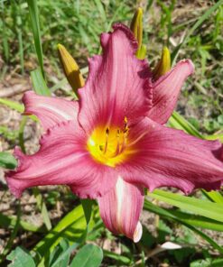 Hémérocalle "Chicago Royal Robe" (Hemerocallis)