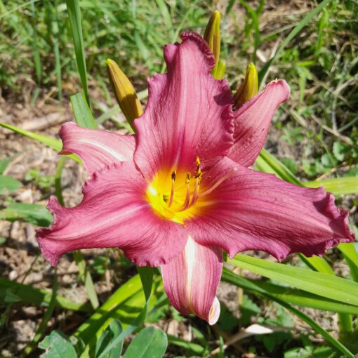 Hémérocalle "Chicago Royal Robe" (Hemerocallis)
