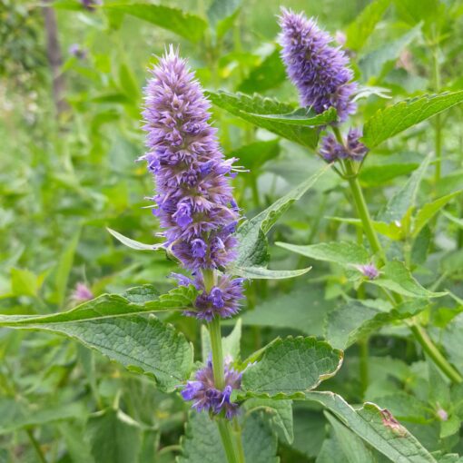 Agastache rugosa (Agastache rugosa)