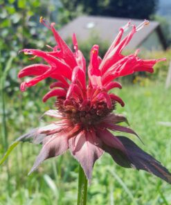 Monarde rouge (Monarda didyma)