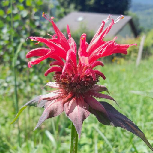 Monarde rouge (Monarda didyma)