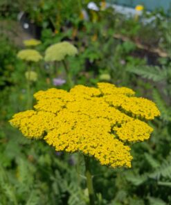 Achillée eupatoire (Achillea filipendulina)