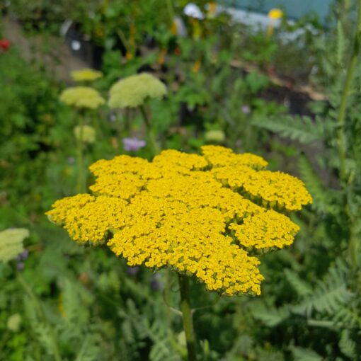 Achillée eupatoire (Achillea filipendulina)