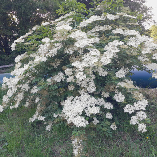 Sureau noir Haschberg (Sambucus nigra) BIO