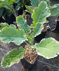 Chou vivace Daubenton (Brassica oleracea var. ramosa) BIO