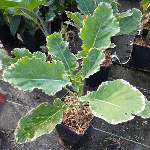 Chou vivace Daubenton (Brassica oleracea var. ramosa) BIO