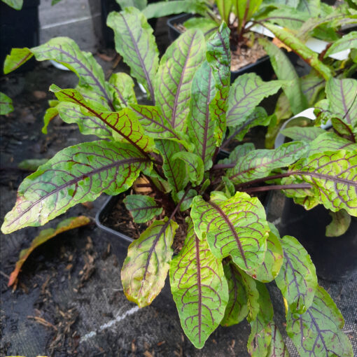 Oseille sanguine (Rumex sanguineus) – Image 2