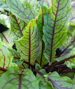 Oseille sanguine (Rumex sanguineus)