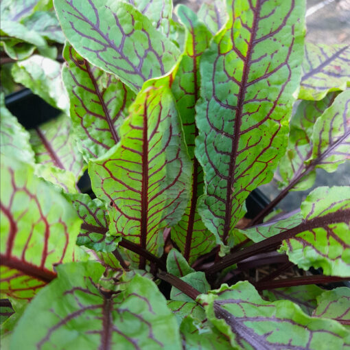 Oseille sanguine (Rumex sanguineus)
