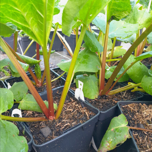 Rhubarbe "Lider" (Rheum rhabarbarum) BIO