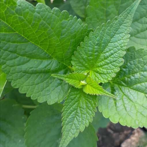 Agastache rugosa (Agastache rugosa) – Image 2