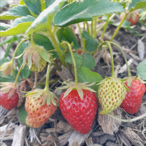 Fraisier Cijosée (Fragaria x ananassa) BIO – Image 3