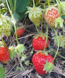 Fraisier Cijosée (Fragaria x ananassa) BIO