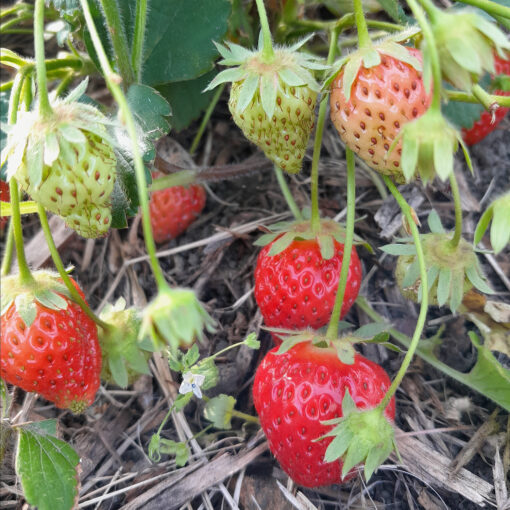 Fraisier Cijosée (Fragaria x ananassa) BIO