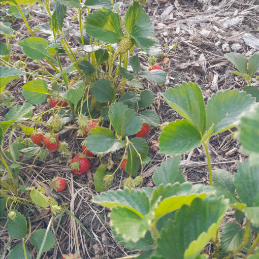 Fraisier Cijosée (Fragaria x ananassa) BIO – Image 2