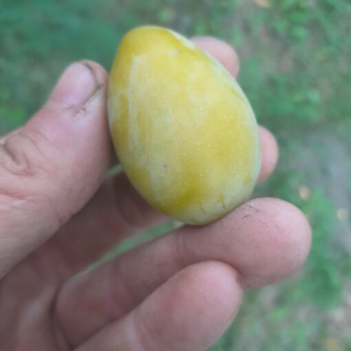 Prunier Goutte d'Or (syn. Secretale, syn. Secretau) (Prunus domestica) – Image 3