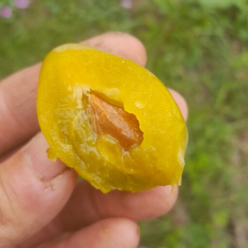 Prunier Goutte d'Or (syn. Secretale, syn. Secretau) (Prunus domestica) – Image 2